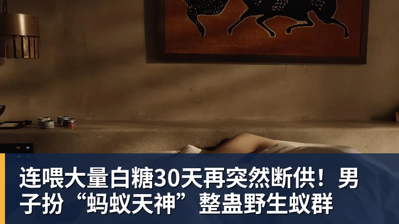 连喂大量白糖30天再突然断供！男子扮“蚂蚁天神”整蛊野生蚁群